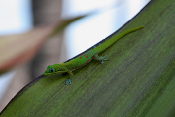 Gecko