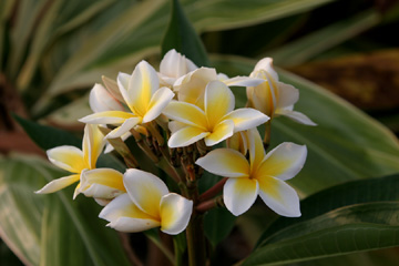 Plumeria