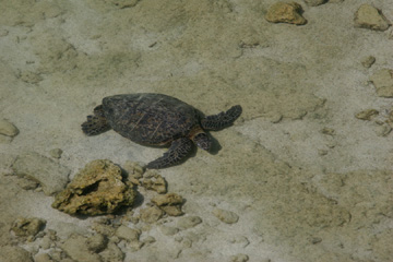 Turtle
