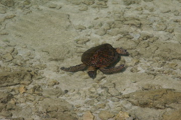Turtle