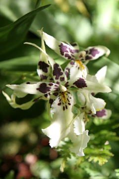 Hawai'i Tropical Botanical Gardens - orchid