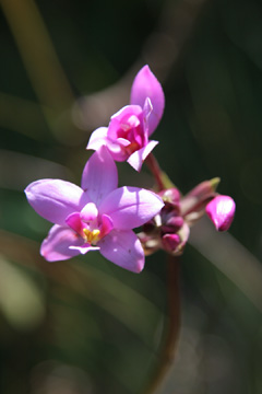 Orchid along the Kaualau Trail