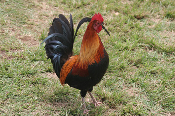 Kauai wild chicken