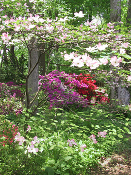 Back yard - 2005, Dogwood & Azaleas