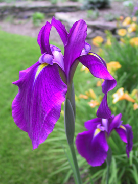 Front yard - 2005, Iris
