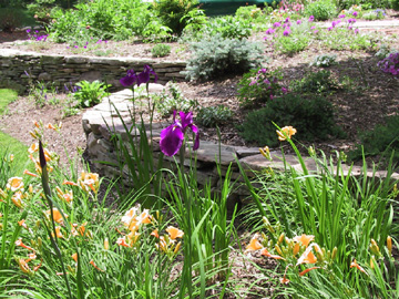 Front yard - 2005