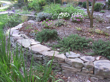 Front yard - 2005