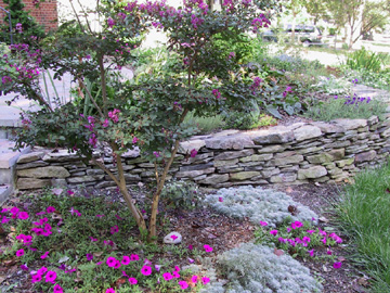 Front yard - 2005