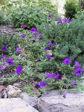 Front yard - 2005