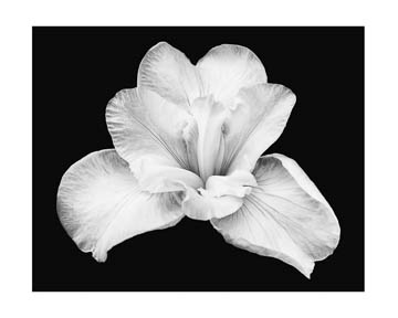 Black and white iris
