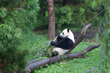 Panda at the National Zoo