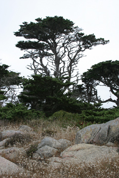 Point Lobos tree & rocks