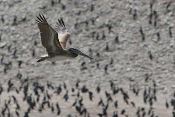 Point Lobos pelican & cormorants