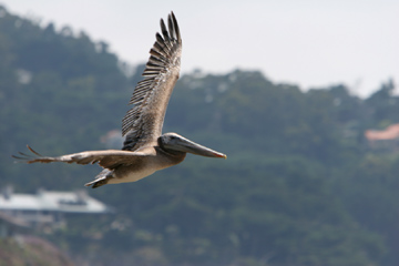 Point Lobos pelican