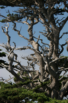 Point Lobos twisted tree
