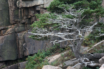 Acadia rocks and tree