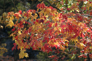 Acadia maple - red and yellow