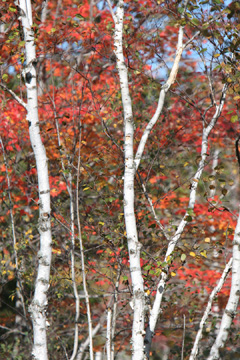 Acadia birches, with red leaves