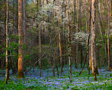 Dogwoods and blue phlox in White Oak Sink, Great Smoky Mountains National Park, Tennessee