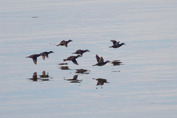 Ruddy Ducks at Mason Neck State Park, Virginia