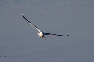 Gull at Mason Neck State Park, Virginia