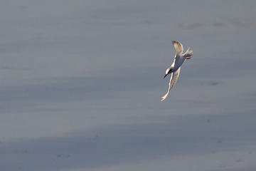 Forster's Tern at Mason Neck State Park, Virginia
