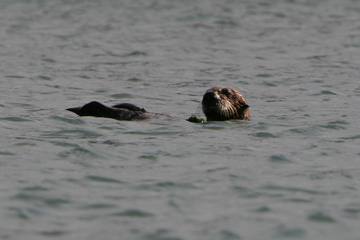 Otter, Elkhorn Slough