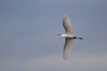 Great Egret at Bombay Hook National Wildlife Refuge