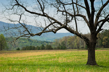 Lone tree in Cades Cove, Great Smoky Mountains National Park, Tennessee