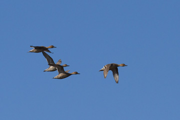 Greater white-fronted geese at Prime Hook National Wildlife Refuge