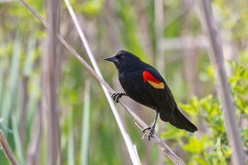 Red-winged blackbird at Huntley Meadows Park, Virginia