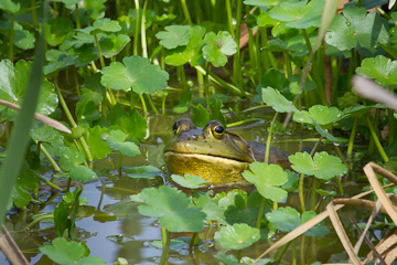 Bullfrog at Huntley Meadows Park, Virginia