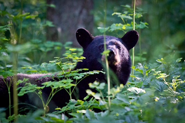 Bear, near Skyline Drive, Shenandoah National Park