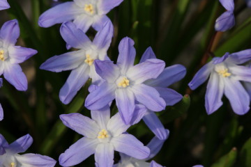 Scilla
