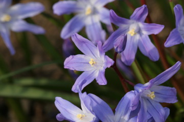Scilla