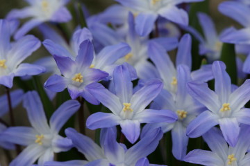 Scilla