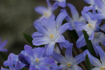 Scilla