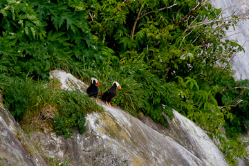 Tufted Puffins, just outside of their nest (a burrow)