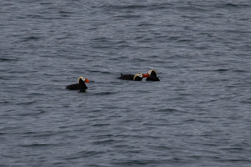 Tufted Puffin courtship