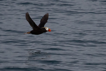 Tufted Puffin in flight