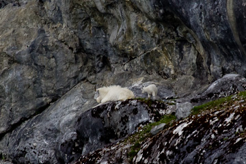 Mountain Goat and her kid
