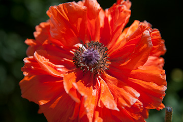 poppy in Juneau