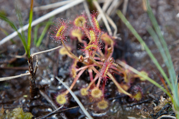 A Sundew - a carnivorous plant