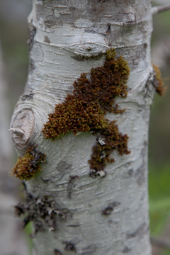 Moss on a tree, on the shore of Pavolf Lake
