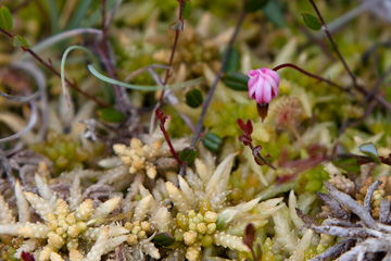 Tiny wildflower near Pavolf Lake
