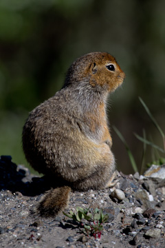 Arctic ground squirrel