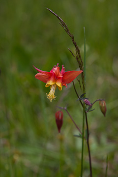 Wildflower near Pavolf Lake