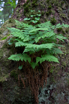 A fern along the trail in Sitka Historical Park