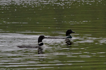Common loons