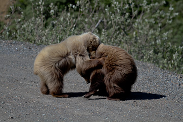 Wrestling Grizzly cubs